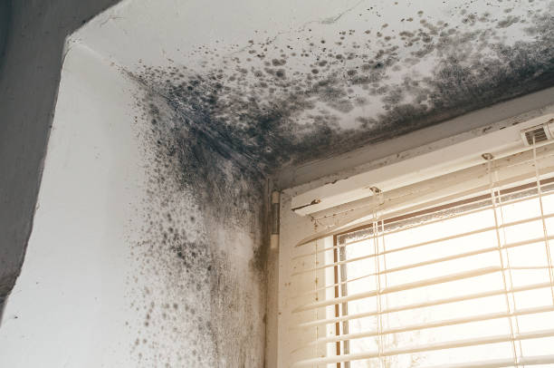 Affordable Black Mold Remediation solutions in Florence, CO